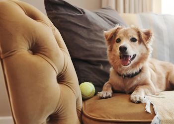 Small brown dog lying on a couch next to a tennis ball, looking happy with its mouth open.