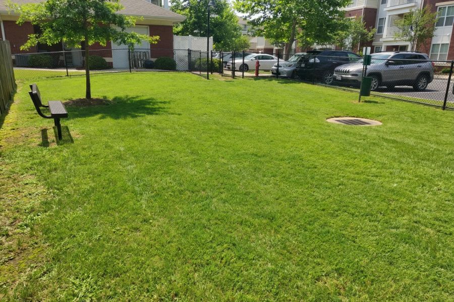 A grassy park area with a bench, trees, and parked cars near apartment buildings on a sunny day.